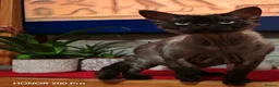 Devon Rex cats for sale: Devon Rex  - Advert 1