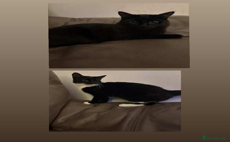 Mixed Breed cats - Advert 1