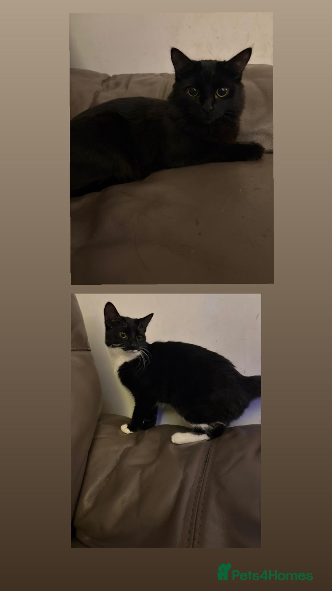 Mixed Breed cats for sale: Looking to rehome 2 female indoor kittens - Image 1