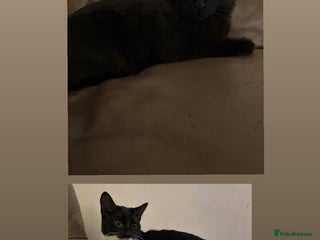 Mixed Breed cats - Advert 1