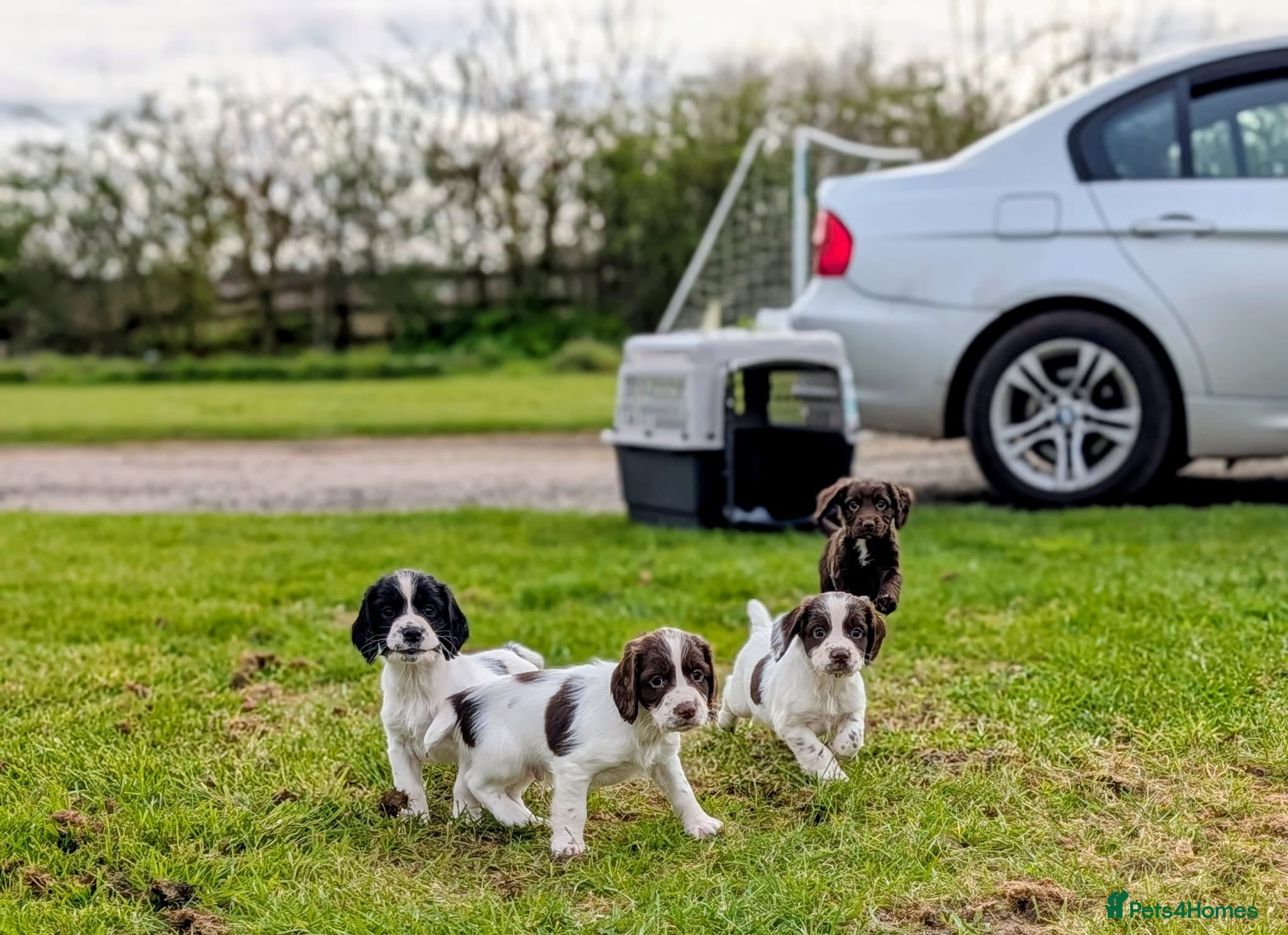 Sprocker dogs Sprocker spaniels puppies  - Advert 13