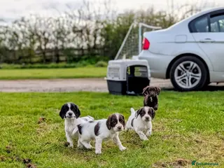 Sprocker dogs Sprocker spaniels puppies - Advert 13