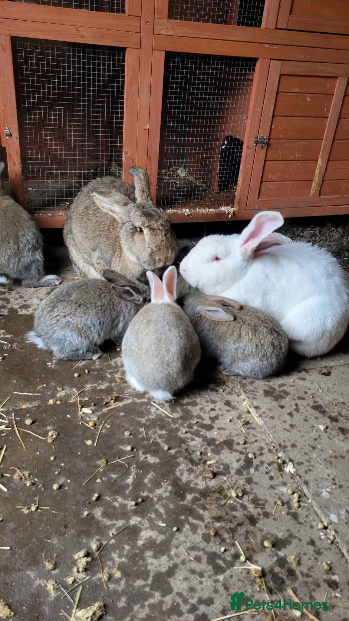 Continental Giant rabbits Continental giant babies  - Advert 2