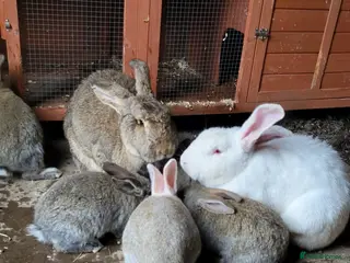 Continental Giant rabbits Continental giant babies - Advert 4