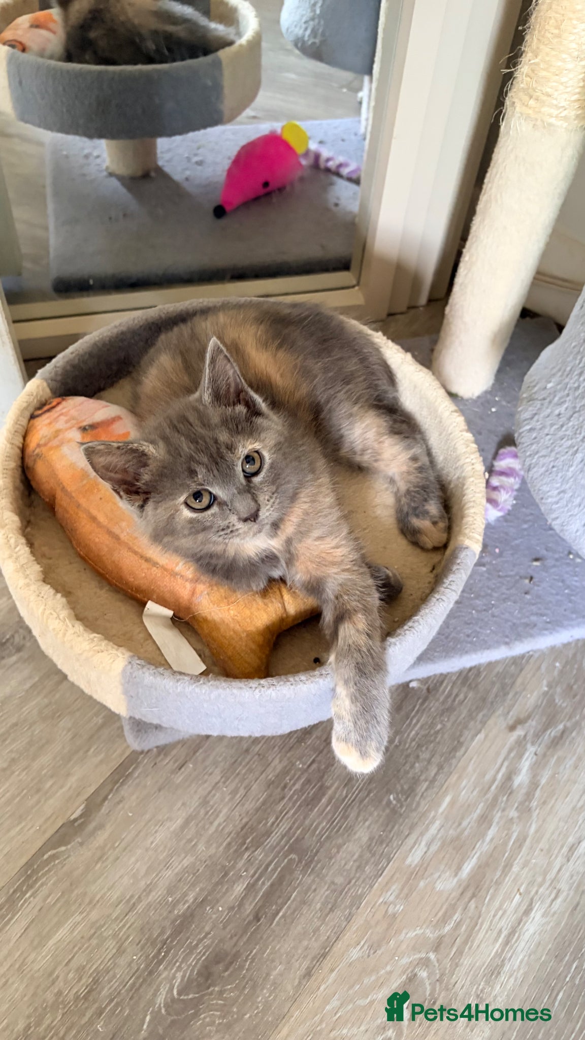 Scottish Fold cats for sale: Scottish fold, Maine coon x in Newmarket - Advert 7