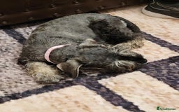 Miniature Schnauzer dogs for sale: Vaccinated and health Checked Mini Schnauzer Pups - Image 7