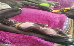 Great Dane dogs for sale: Beautiful KC registered Great Dane Puppies  - Image 22