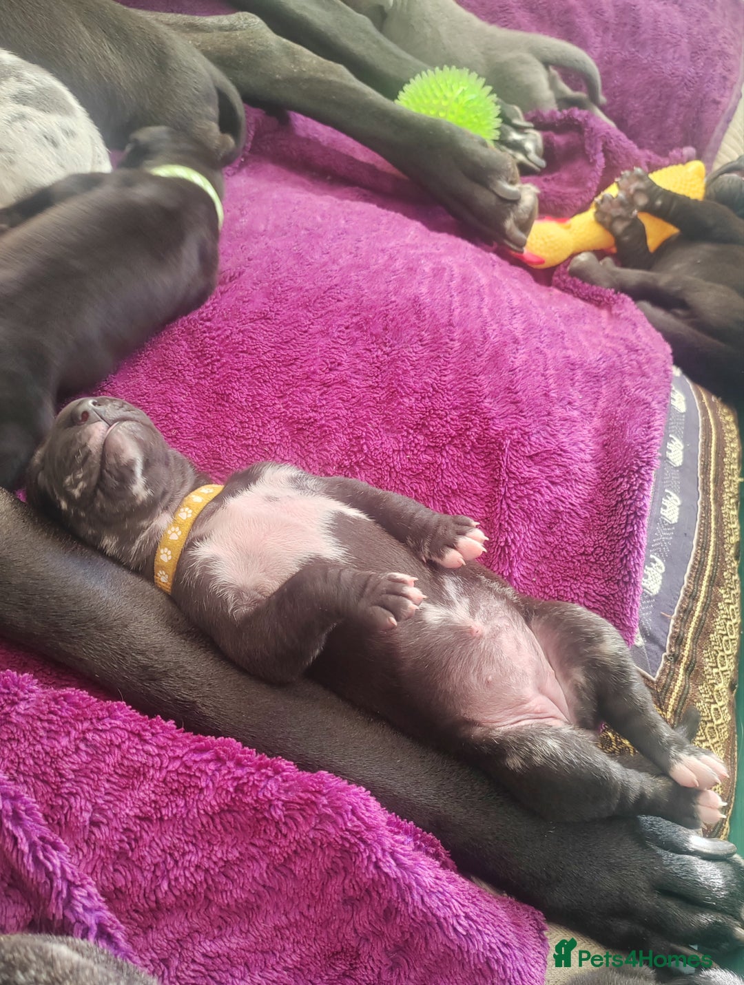 Great Dane dogs for sale: Beautiful KC registered Great Dane Puppies  - Image 22