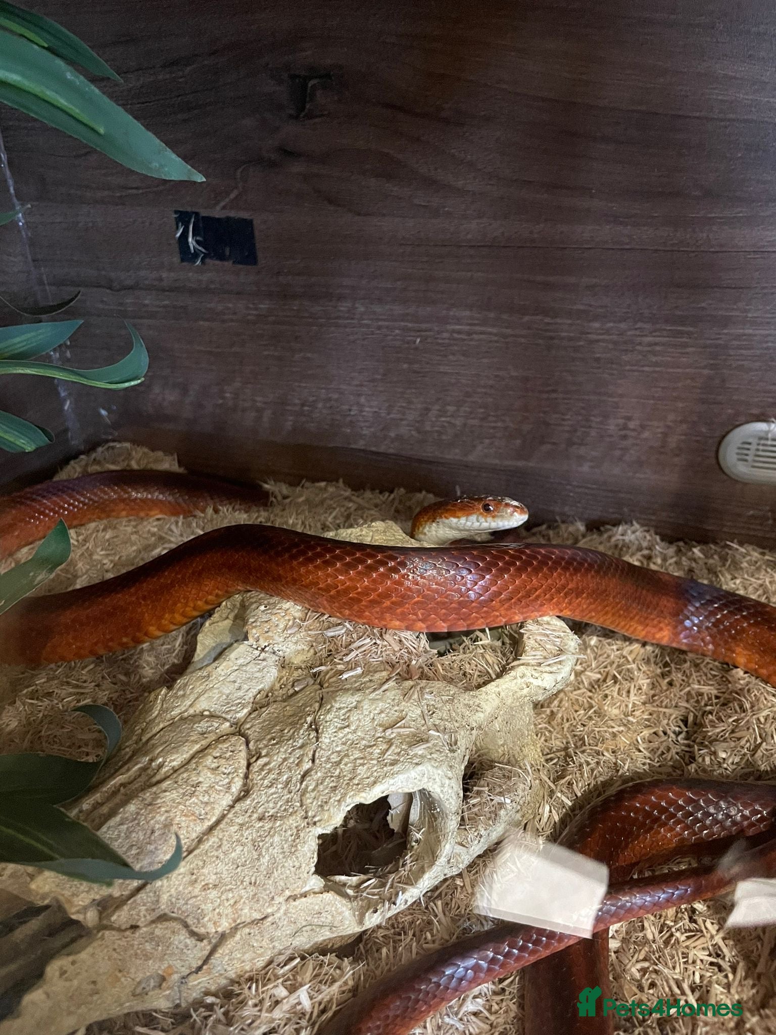 Corn Snake reptiles Friendly orange adult Cornsnake for sale in Rayleigh - Advert 2