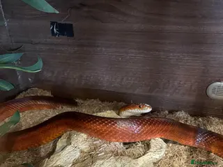 Corn Snake reptiles Friendly orange adult Cornsnake for sale in Rayleigh - Advert 18
