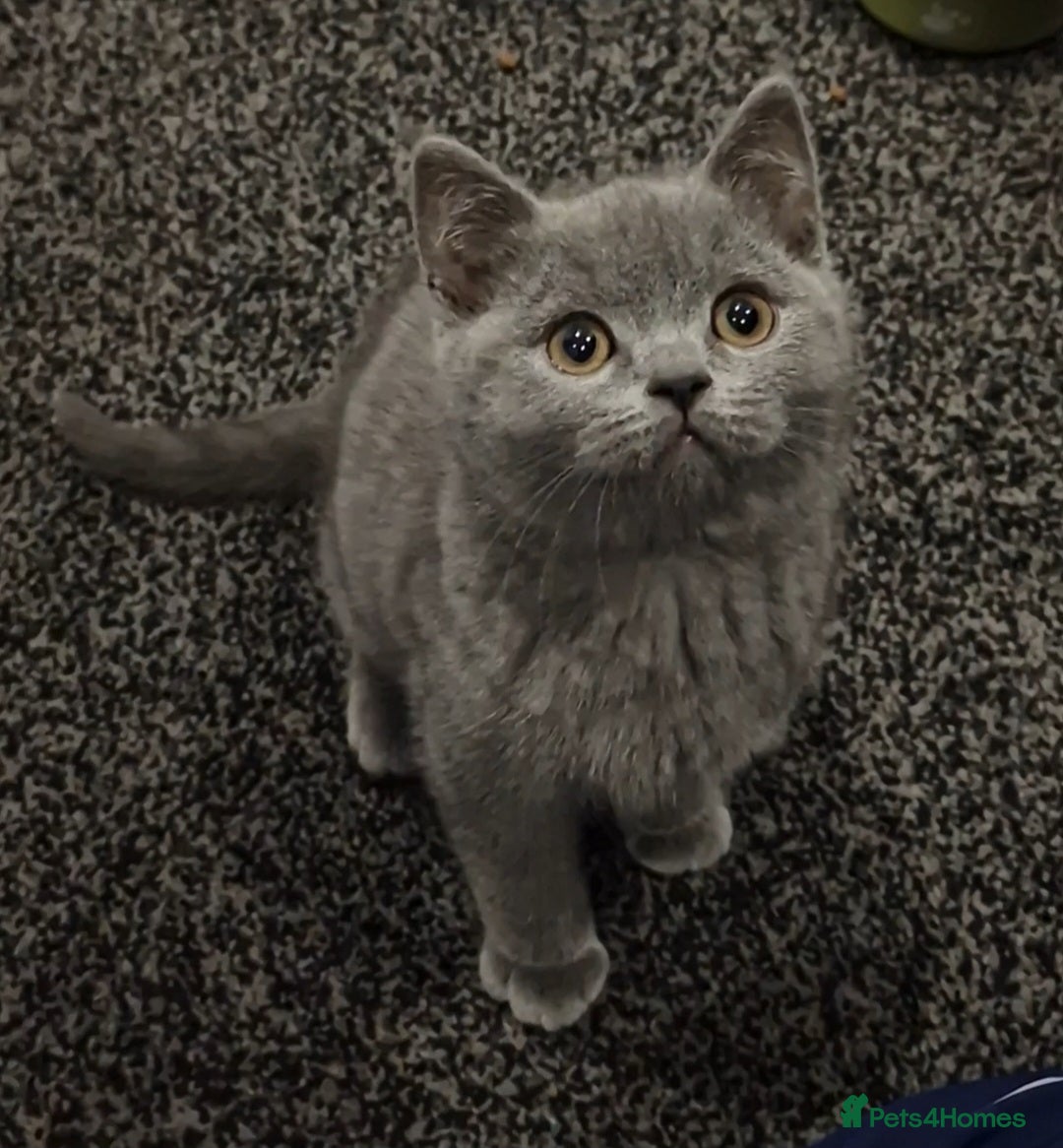 British Shorthair cats for sale: 2 Male British Shorthair Kittens For Sale! - Advert 4