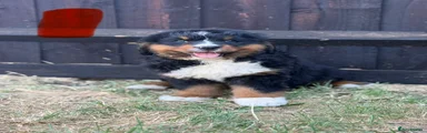 Bernese Mountain Dog 3