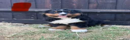 Bernese Mountain Dog dogs for sale:  Bernese mountain dog puppies in Chippenham - Advert 8