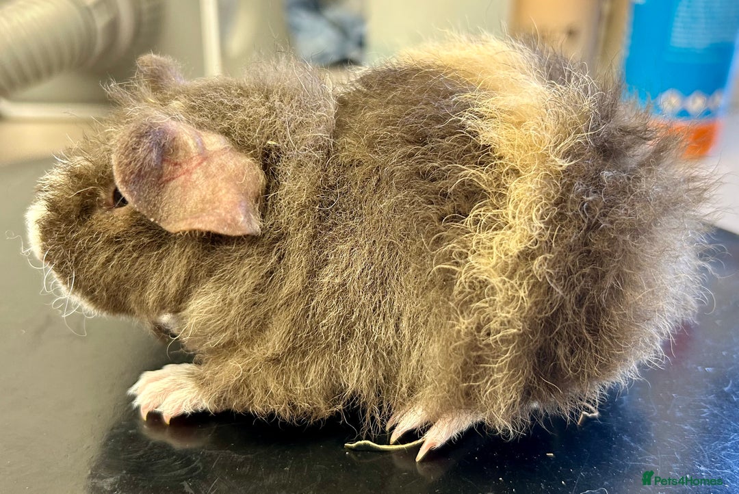 Guinea Pig rodents for sale: Teddy Guinea Pig Baby Boars - Image 16