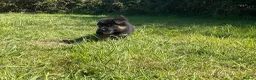German Shepherd dogs for sale: Quality Litter of GSD (All has now been reserved) - Advert 14