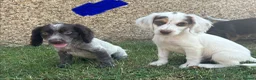 Cocker Spaniel dogs for sale: Cocker spaniel puppies in Llanelli - Advert 14