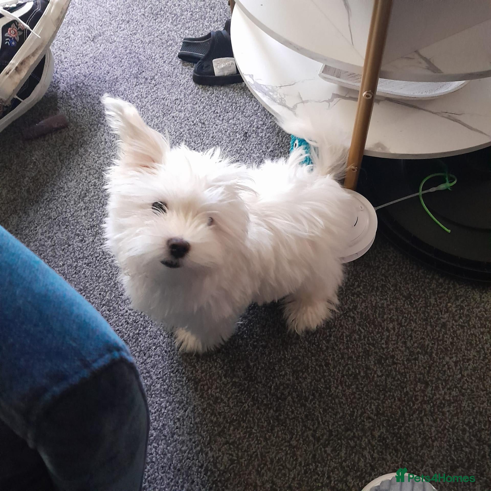 Maltese dogs 4 months old Maltese  - Advert 4