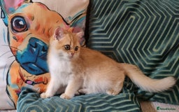 British Shorthair cats for sale: NY12 GOLDEN BRITISH SHORTHAIR BOY READY TO GO!  - Image 4