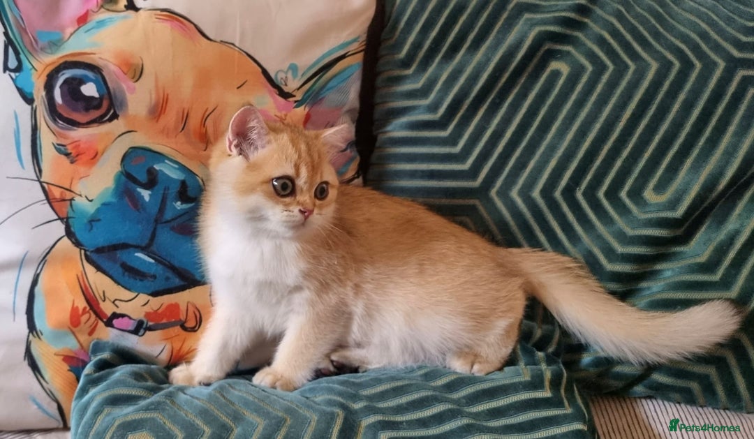 British Shorthair cats for sale: NY12 GOLDEN BRITISH SHORTHAIR BOY READY TO GO!  - Image 4