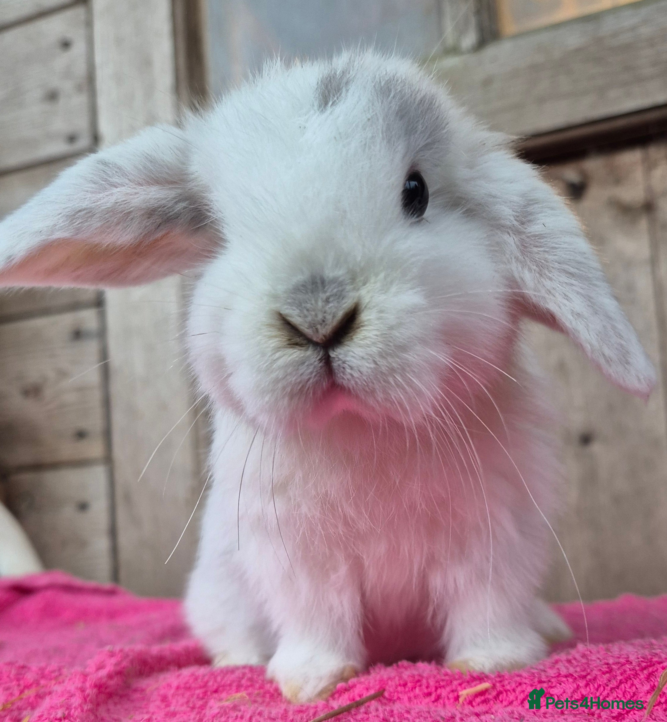 Mini Lop rabbits Mini lop baby boys ready now.  - Advert 5