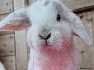 Mini Lop rabbits Mini lop baby boys ready now. - Advert 9