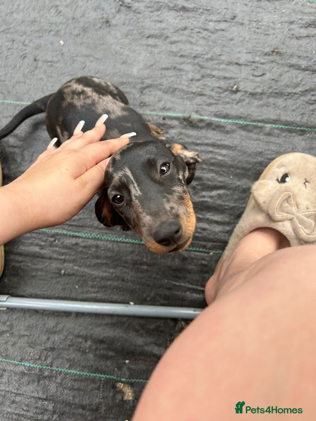 Dachshund dogs for sale: Beautiful puppies - Image 20