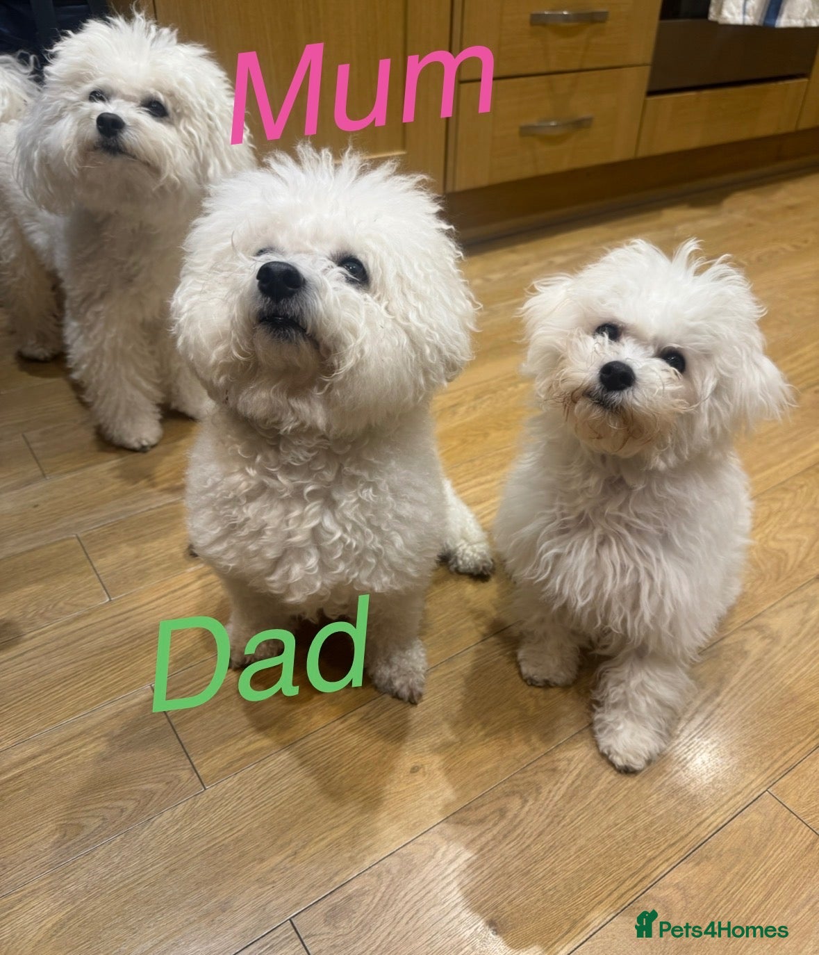 Bichon Frise dogs for sale: 100% pure Bichon frise - Advert 1