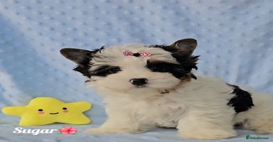 Yorkshire Terrier dogs - Advert 3