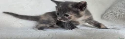 British Shorthair cats for sale: MIXED British Shorthair - Advert 14