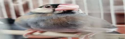 Finches birds for sale: Java finches for sale  - Advert 3
