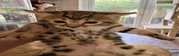 Bengal cats for sale: BENGAL Kittens pedigreed/registered - Advert 7