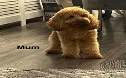 Cavapoo dogs for sale: F1b Cavapoo  - Image 13