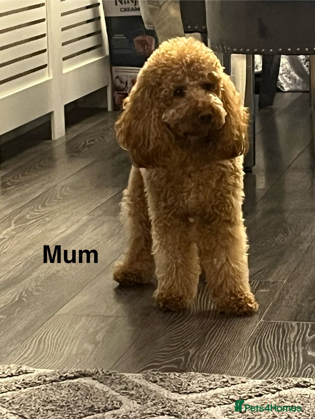 Cavapoo dogs for sale: F1b Cavapoo  - Image 13