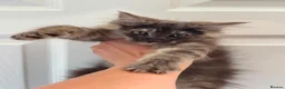 Maine Coon cats for sale: Maine coon kittens fluffy cuddly kittens - Advert 15