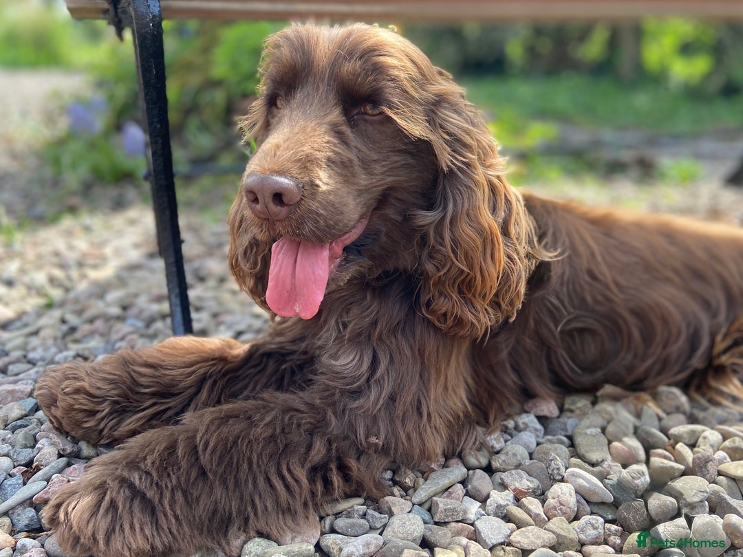 Cocker Spaniel dogs for stud: Gorgeous Health Tested Show Cocker Stud  - Advert 5