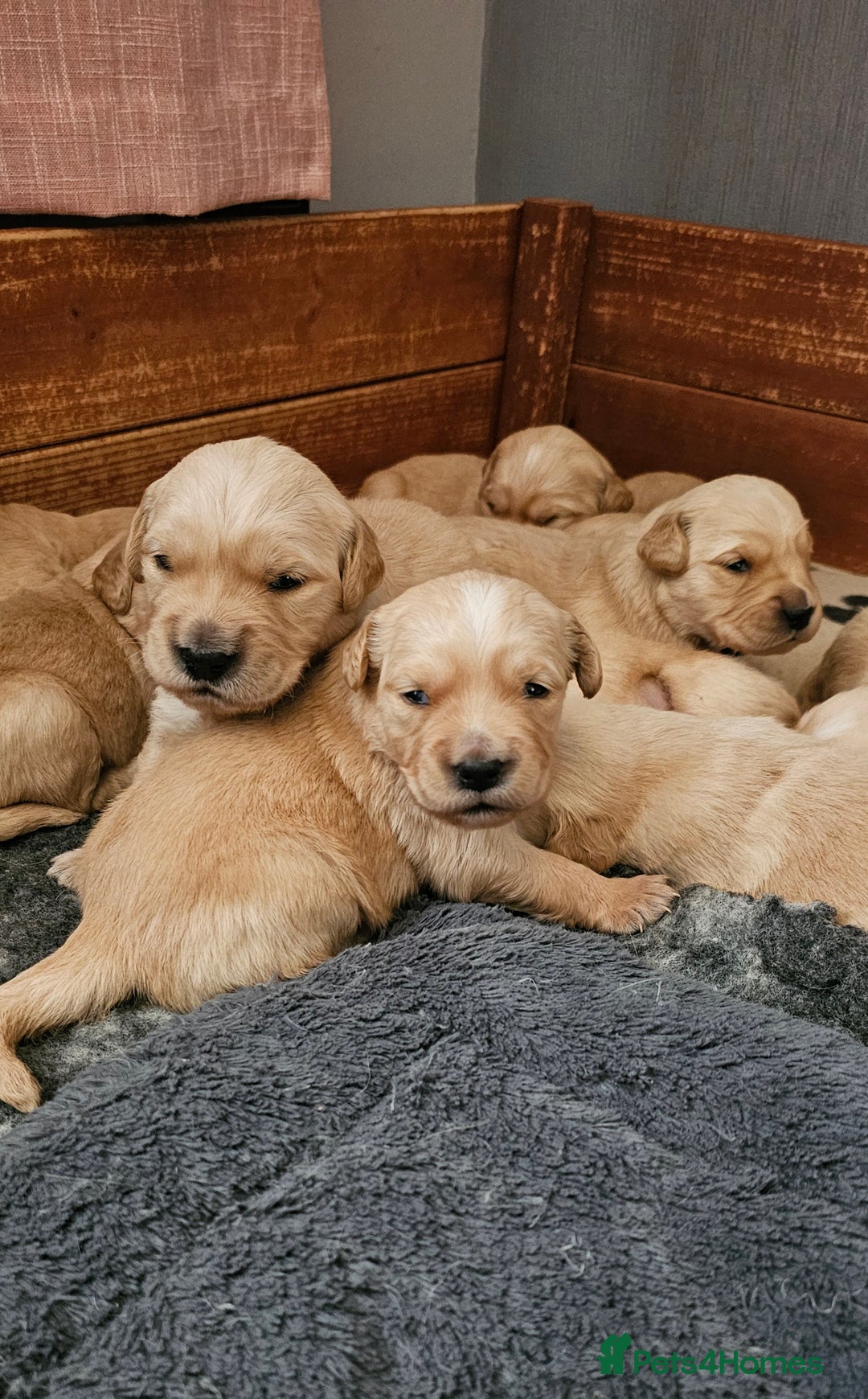 Golden Retriever dogs for sale:  golden retriever pups - Advert 28