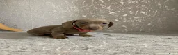 Miniature Dachshund dogs for sale: Isabella dachshunds for sale  - Advert 16