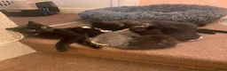 Mixed Breed cats for sale:   Beautiful 7-Week-Old Kittens Looking for Loving  in Birmingham - Advert 7