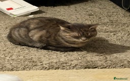 British Shorthair cats for sale: Domestic short haired tortoiseshell tabby  - Image 1