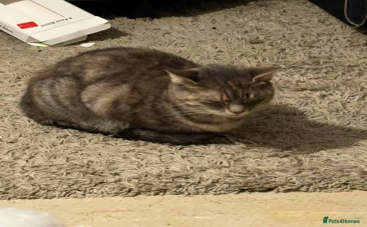 British Shorthair cats - Advert 6