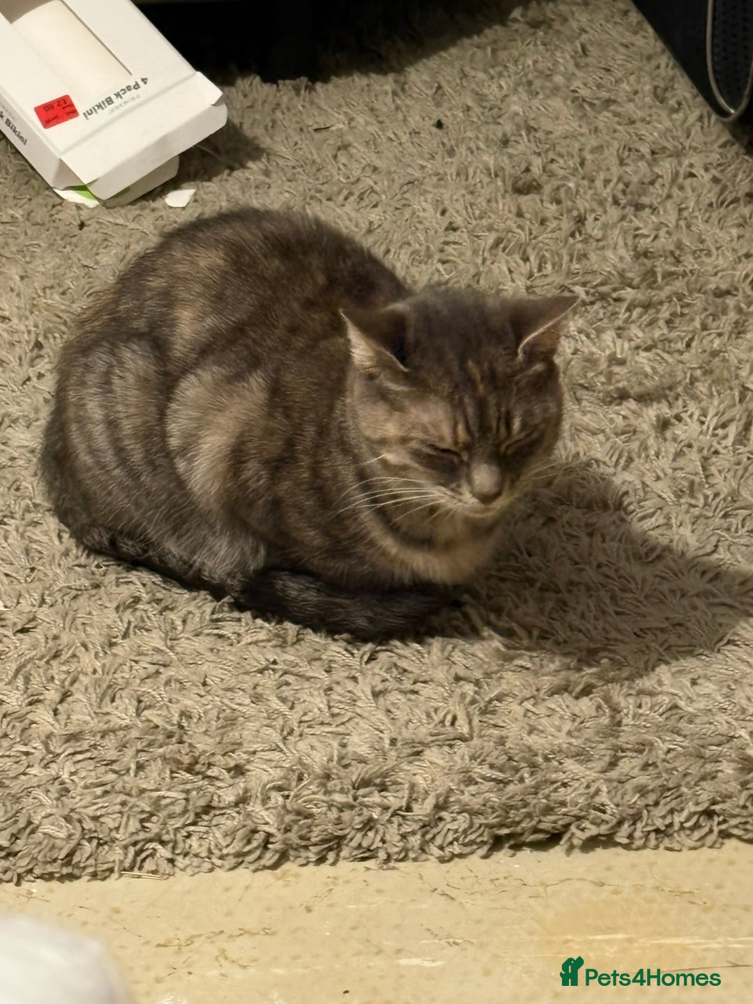 British Shorthair cats for sale: Domestic short haired tortoiseshell tabby  - Image 1