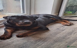 Rottweiler dogs for sale: Copper - Image 2
