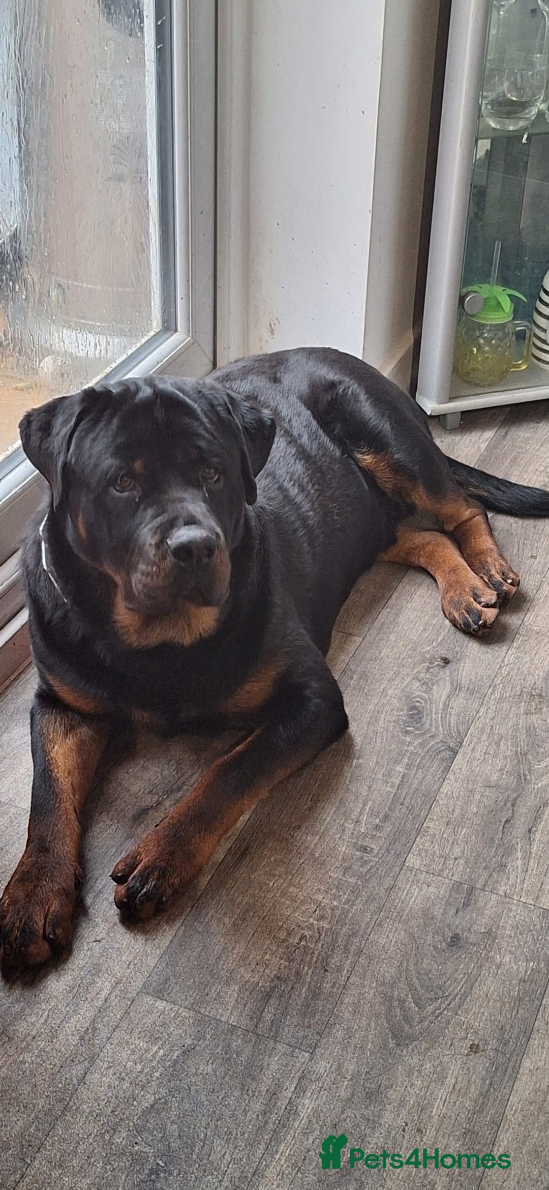 Rottweiler dogs for sale: Copper - Image 2