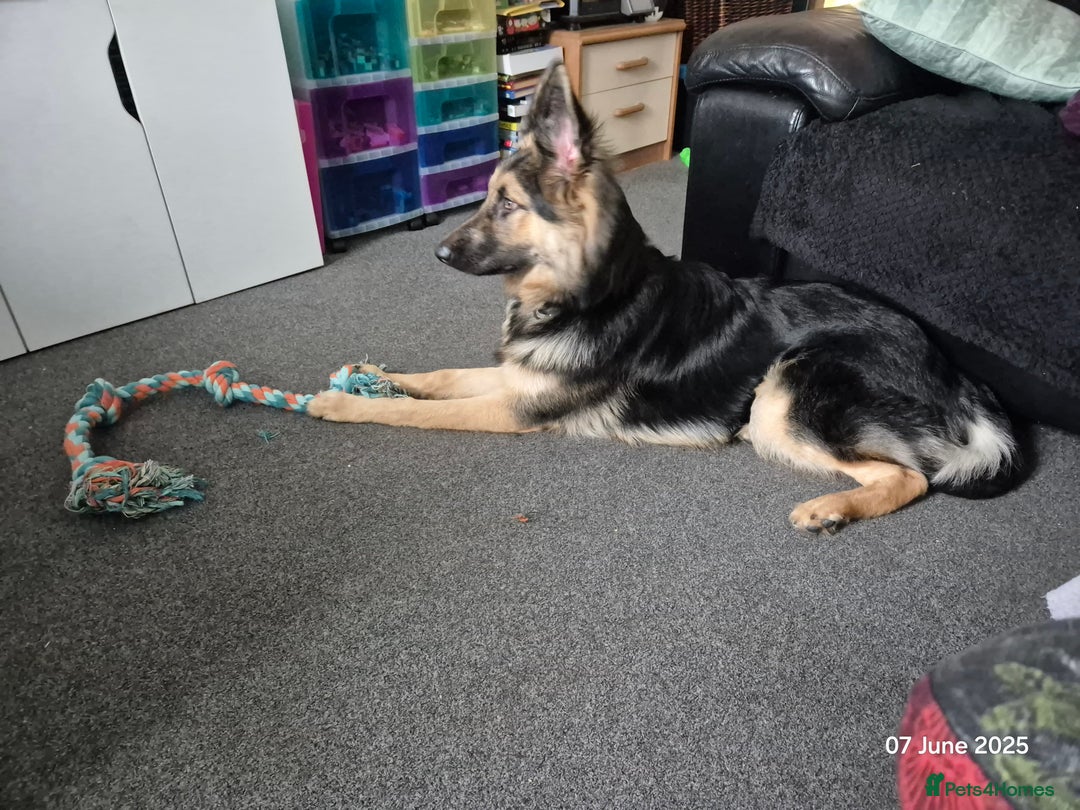 German Shepherd dogs for sale: German shepherd - Image 3