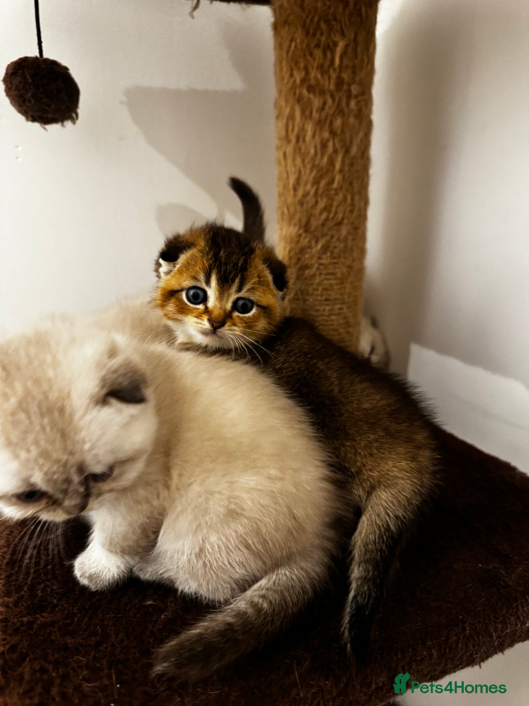 Scottish Fold cats for sale: Purebred Chinchilla Scottish Fold Kittens  🐾 - Advert 25