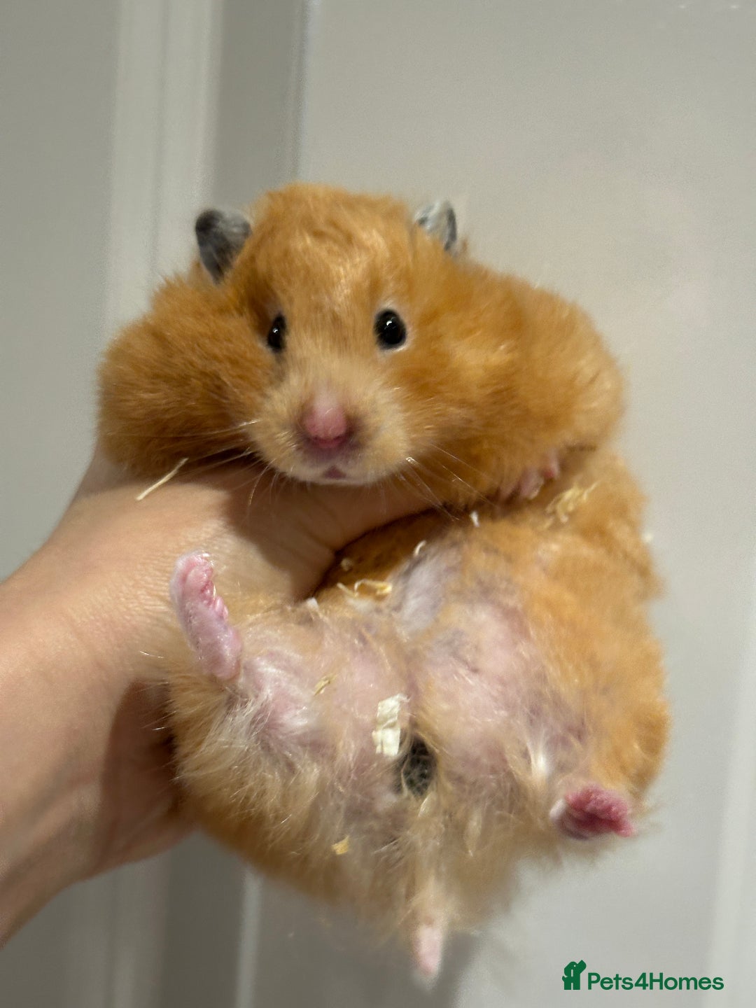 Hamster rodents for sale: Chubby & Friendly Retired Longhaired Cream Girl - Image 2
