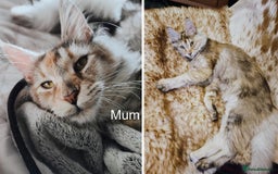 Maine Coon cats for sale: Maine coon kittens champion line DNA health tested - Advert 11