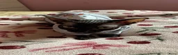 Sphynx cats for sale: Beautiful 1-Year-Old Tortoiseshell Cat  - Advert 5