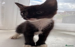 Mixed Breed cats for sale: 3 girls 1 boy - Image 4