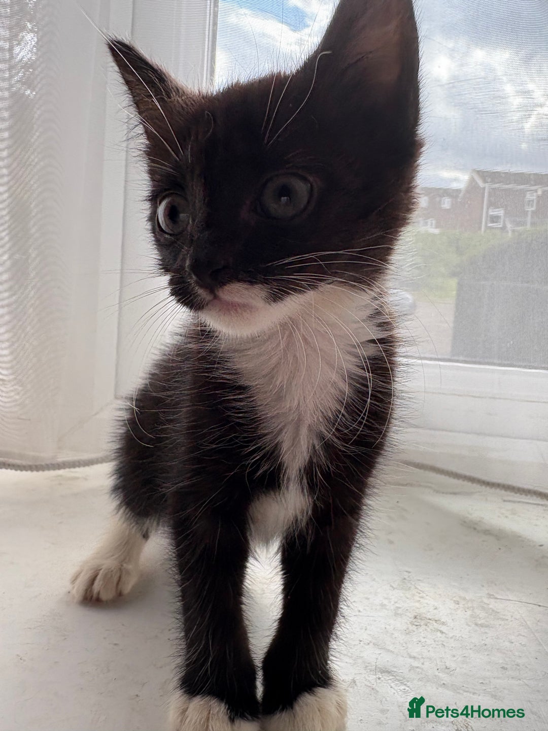 Mixed Breed cats for sale: 3 girls 1 boy - Image 4